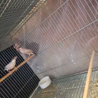 فنچ نرگسی شکلاتی|پرنده|اصفهان, سعادتآباد|دیوار