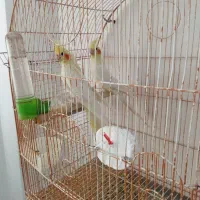 عروس هلندی مولد با جوجه