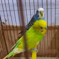 مرغ عشق|پرنده|یزد, |دیوار