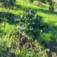 فروش گل یاس هلندی|گل و گیاه طبیعی|قائمشهر, |دیوار