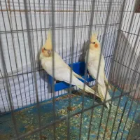 عروس هلندی|پرنده|ماهدشت, |دیوار