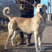 سگ عراقی|سگ|ابهر, |دیوار