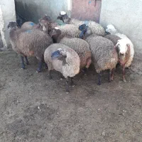 ۹ عدد بره ۵ تا ماده ۴ تا نر|حیوانات مزرعه|گل تپه, |دیوار