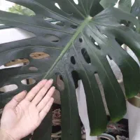 گل مانسترا یا برگ انجیری پنجه شیری