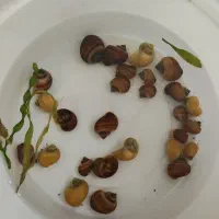 حلزون سیب