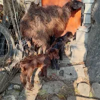 میش و دوتا بره دوقلو