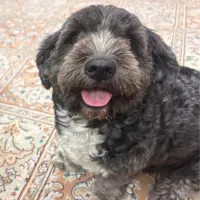 واگذاری سگ تریر ماده