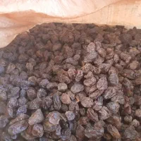 کشمش ومویز آفتاب خشک وشیره انگور خرما مخصوص آبکیری|خوردنی و آشامیدنی|کرمانشاه, |دیوار