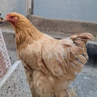 جوجه ایام سمانی و برهما بوف و طاقچه گلپایگان