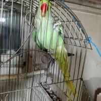 نیم ساعت پیش در سلماسس