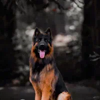 توله کینگ ساز ژرمن شپرد شولاین|سگ|شهر بابک, |دیوار