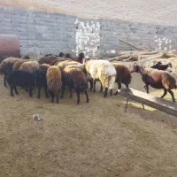 ۲۳عدد میش افشاری جوان درجه یک|حیوانات مزرعه|بجنورد, |دیوار