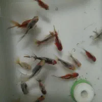 ماهی گلدفیش