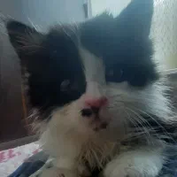 واگذاری گربه مو بلند dhl تاکسیدو