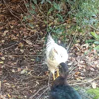 مرغ و اردک|حیوانات مزرعه|تهران, شهرک خرازی|دیوار