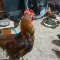 جوجه ومرغ