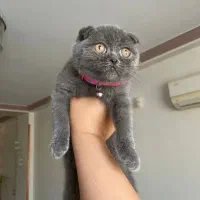 اسکاتیش دل فولد بلو