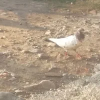 کبوتر پاکستانی نر