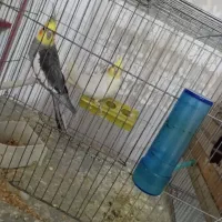 جفت عروس همراه با تخم|پرنده|میاندوآب, |دیوار