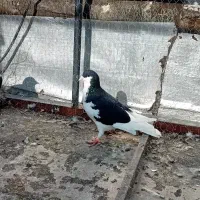 چند عدد کبوتر ارزش داره