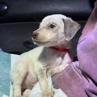 واگذاری توله شکاری نژاد دالمیشن دو ماهه|سگ|رامسر, |دیوار