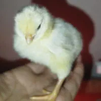 جوجه محلی 5 روزه