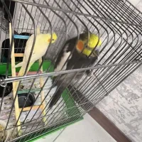 عروس هلندی|پرنده|پردیس, فاز ۸|دیوار