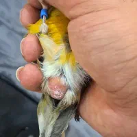 قناری ماده|پرنده|قدس, شهرک فرزان|دیوار