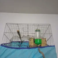 ی جفت فنج نرماده باقفس با کل وسایلش|پرنده|محمدیه-قزوین, |دیوار