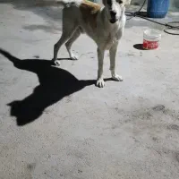 سگ دورگ آلابای عراقی سرابی واکذاری