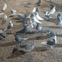 فروش کبوتر پرش سنگین تهرانی بفروش میرسید