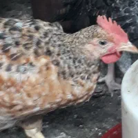 جوجه گلپایگان ۷۵روزه و ۳۰ روزه