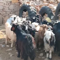 32راستیشتر روزگاریمعاملهبانیسانومیش|حیوانات مزرعه|ایذه, |دیوار