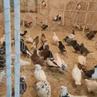 پرنده فروشی