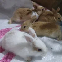 جوجه خرگوش اهلی و سالم