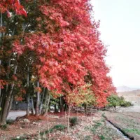 فروش زمین باغ شهری گویم سرچمه|فروش زمین و ملک کلنگی|شیراز, گویم|دیوار