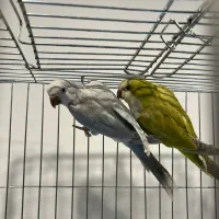 طوطی راهب سبز پسته ای و بلو اسکای