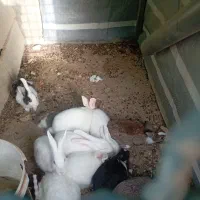 خرگوش فروشی دونه ای۵۰۰هزار