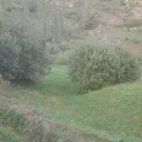علف باغی