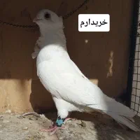 کبوتر سفید سینه فر