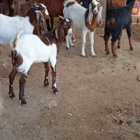 11نر بزغاله پاکستانی بزرگ نژاد شیرا دوقلو زا|حیوانات مزرعه|مشهد, هفده شهریور|دیوار