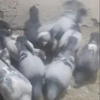 بله نر سوراخ|پرنده|چترود, |دیوار