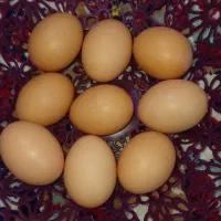 تخم مرغ محلی تازه