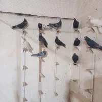 پرنده نر
