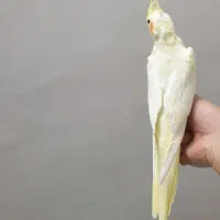 عروس هلندی ماده|پرنده|سراب, |دیوار