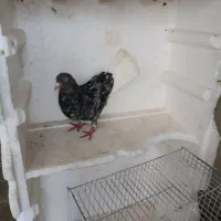 کفتر ماده هفت رنگ دم سفید و ماده کله سرخ آس