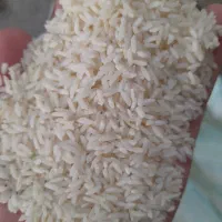 برنج طارم هاشمی فجر سوزنی