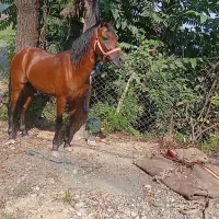 اسب نریان ۴سال