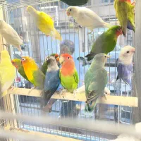 طوطی برزیلی رام و دستی همه رنگ و نژاد