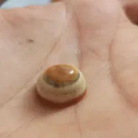 سنگ باباقوری معدنی (سه پوست)|جواهرات|زابل, |دیوار